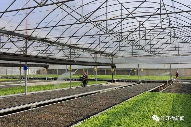 育苗工厂 每年2500万株种苗如何改变果蔬种植