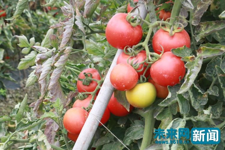 果蔬种植拔穷根 广西田阳番茄助千余人增收脱贫