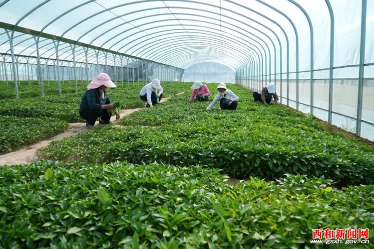 绿意盎然绘新篇——大桥镇玉成蔬菜农民专业合作社果蔬种植大棚走访记