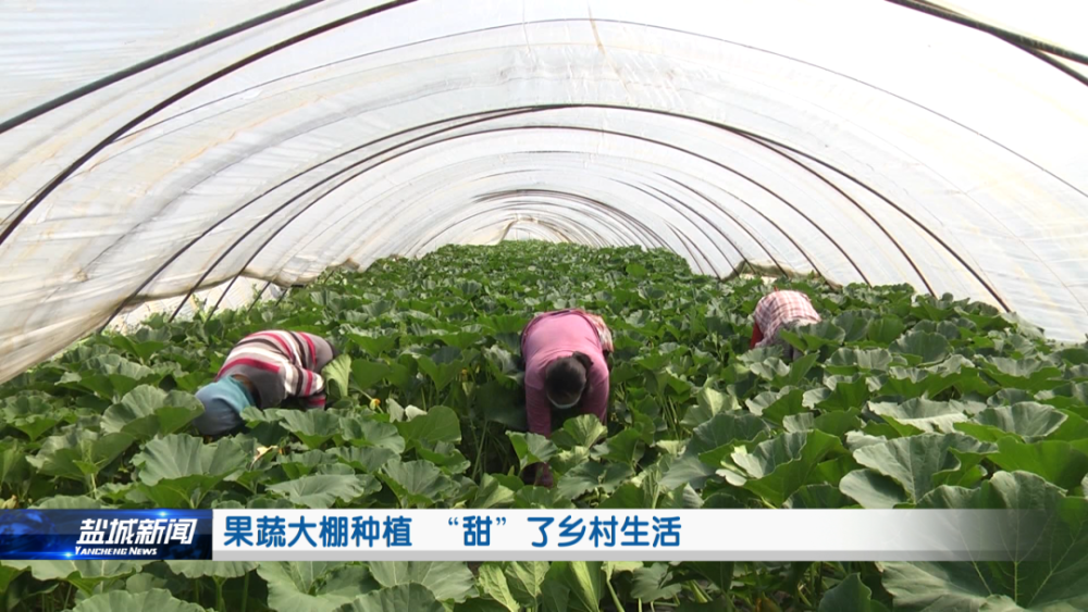 果蔬大棚种植“甜”了乡村生活