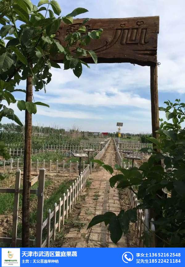 共享菜园 天津武清萱庭果蔬种植的绿色生活新方式