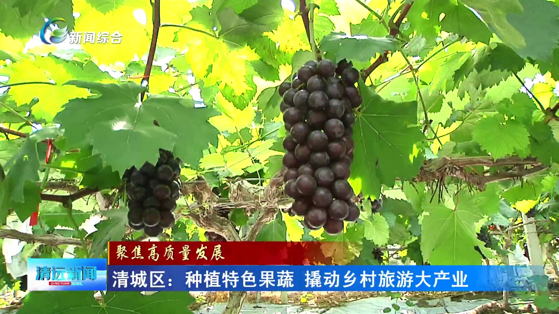 清城区 种植特色果蔬，撬动乡村旅游大产业