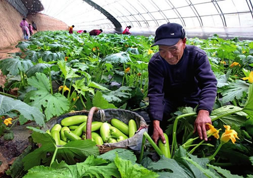 大棚里的春天——陕西西安丰宣果蔬专业合作社侧记