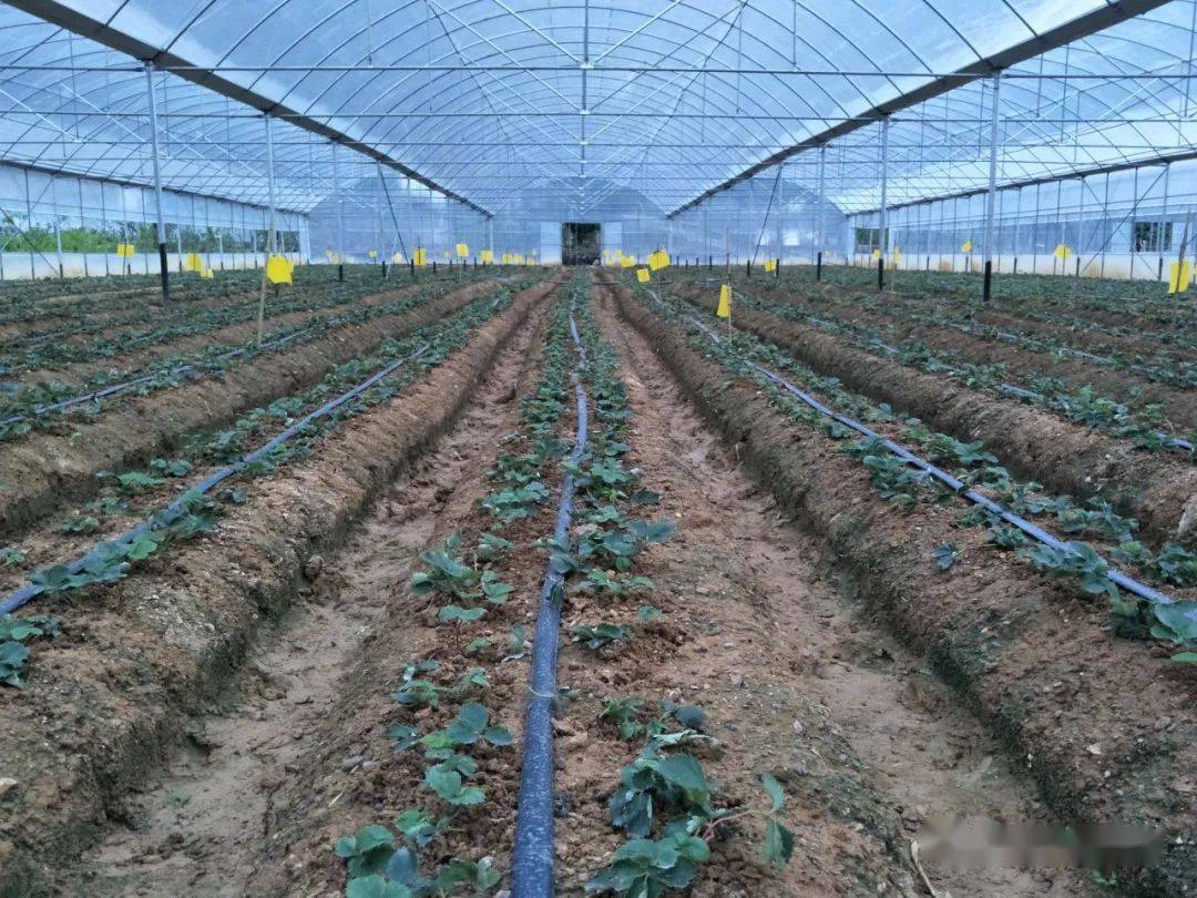 汛后重振 文县瑞玲果蔬种植农民专业合作社有序复产