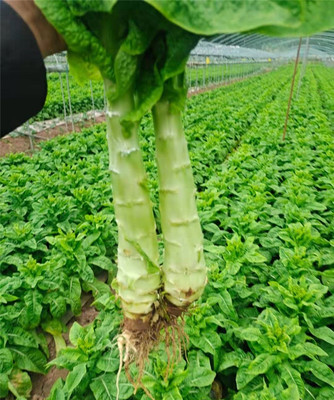 诚信经营铸根本，优良果蔬惠社会——记简阳市胡纯德果蔬种植家庭农场