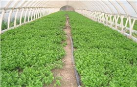 水溶肥 果蔬种植大厂的秘密武器，解决四大核心难题