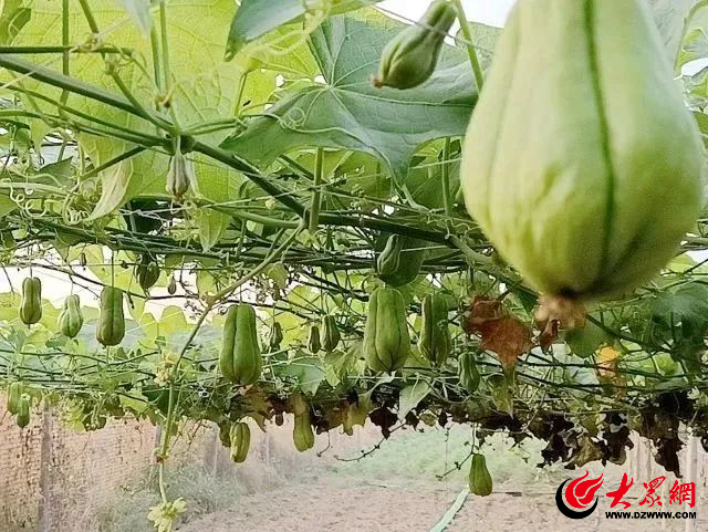 邹平市焦桥镇党支部领办合作社 佛手瓜绘就共富新“丰”景 果蔬种植文章
