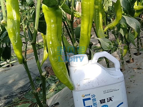 水溶肥助力辣椒种植，农户直呼效果好