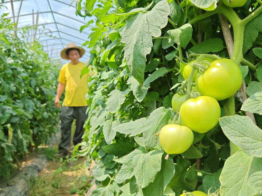 云梦瓜菜产销两旺 线上线下俏销全国市场