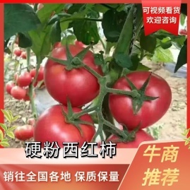 山东德州禹城市西红柿春峰果蔬种植基地 地址、产地货源与果蔬种植全解析